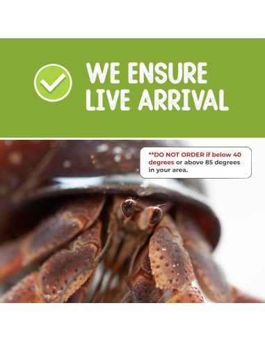 Cangrejo Ermitaño Vivo Nature Gift Store + Concha Extra