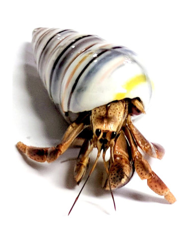 Cangrejo Ermitaño Vivo Nature Gift Store + Concha Extra