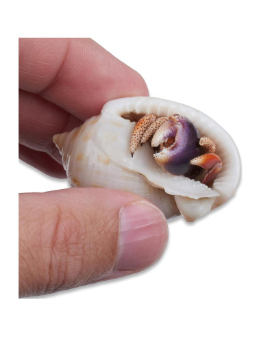 Cangrejo Ermitaño Vivo Nature Gift Store + Concha Extra