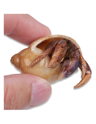 Cangrejo Ermitaño Vivo Nature Gift Store + Concha Extra