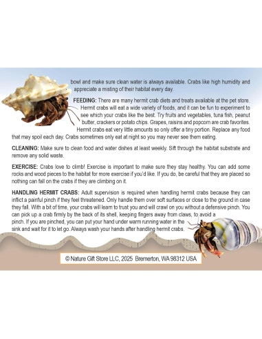 Cangrejo Ermitaño Vivo Nature Gift Store + Concha Extra