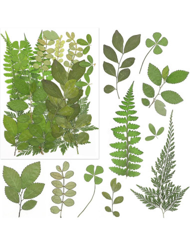 170 Piezas Flores Secas Presionadas Vignee para Manualidades