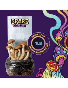 Kit de Cultivo de Champiñones 2 LB Spore Sorcery - Fácil y Rápido 2
