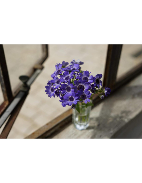 Lente Sony FE 50mm f/1.8 + Tarjeta 64GB SanDisk Extreme Pro Lente Sony FE 50mm f/1.8 + Tarjeta 64GB SanDisk Extreme Pro