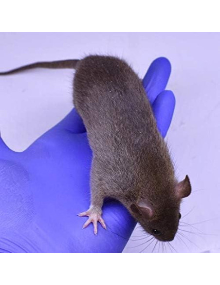 Combo Congelado de 4 Ratas MiceDirect 15-23 cm para Serpientes