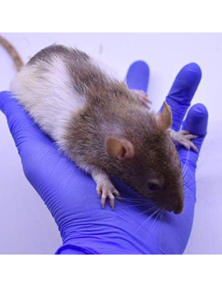 Combo Congelado de 4 Ratas MiceDirect 15-23 cm para Serpientes