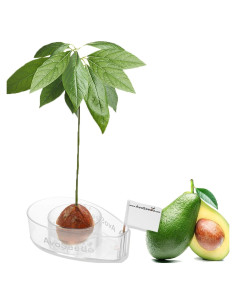Kit de Crecimiento de Aguacate AvoSeedo - Maceta Flotante 12cm