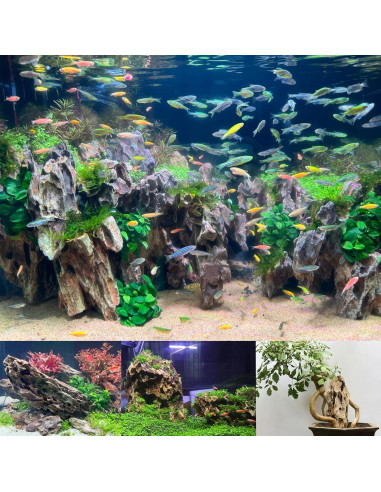 Piedra Dragón Seiryu para Acuarios 20LB - Rocas Naturales