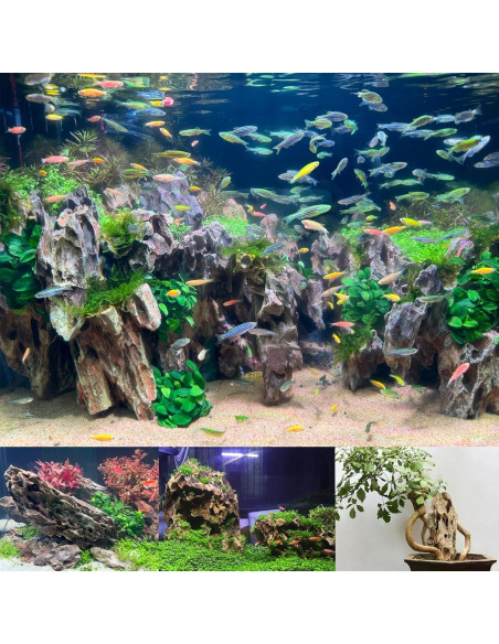 Piedra Dragón Seiryu para Acuarios 20LB - Rocas Naturales