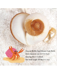 Conchas de Cangrejo Ermitaño QEQEKAKA 2 Pcs Extra Grande 2