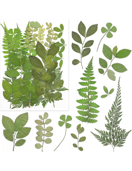 170 Piezas Flores Secas Prensadas Vignee para Manualidades