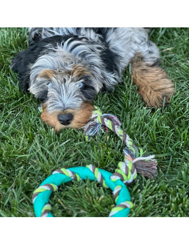 Conjunto de Juguetes para Masticar Perro Birch Brands 6 Piezas