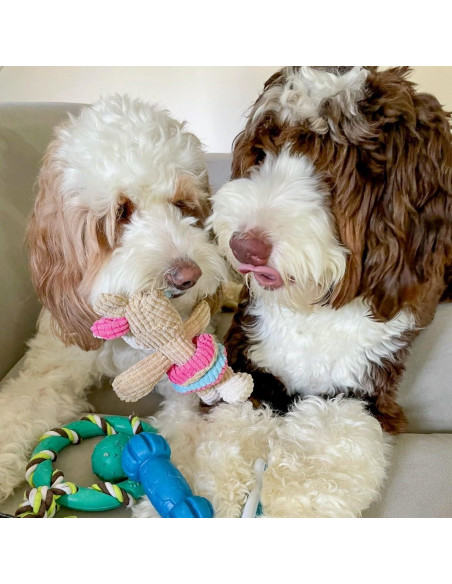 Conjunto de Juguetes para Masticar Perro Birch Brands 6 Piezas