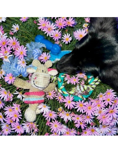 Conjunto de Juguetes para Masticar Perro Birch Brands 6 Piezas