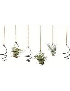 Juego de 6 Soportes Colgantes para Plantas de Aire Nwsrayu 2