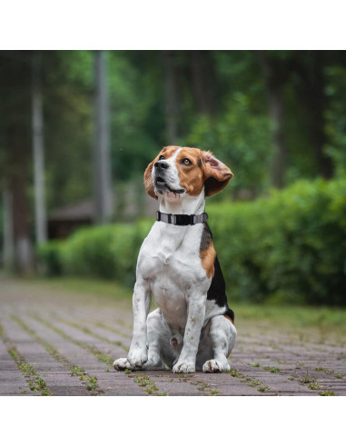Collar de Nylon Grueso AUDWUD Ajustable para Perros y Gatos