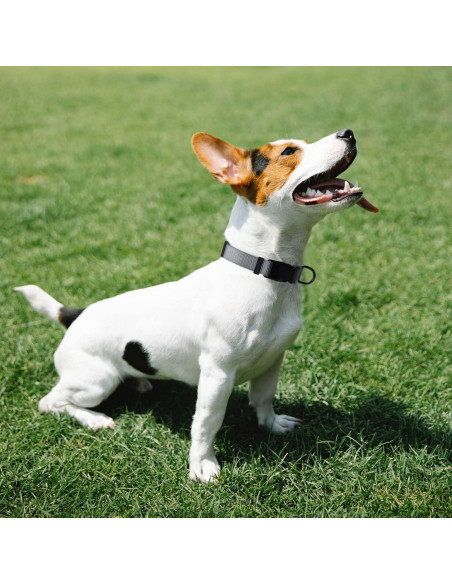 Collar de Nylon Grueso AUDWUD Ajustable para Perros y Gatos