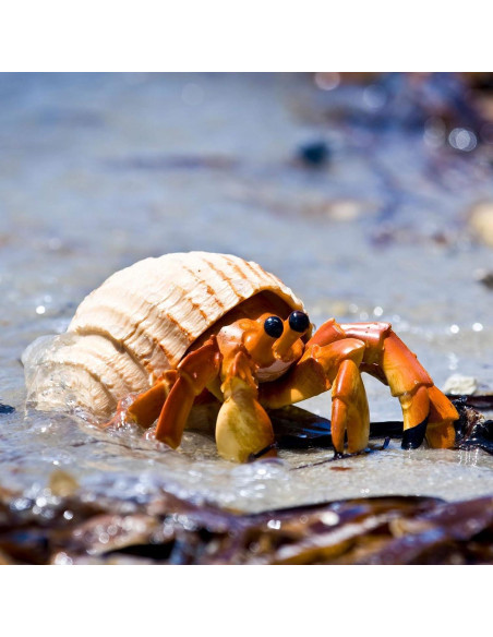 Figura Cangrejo Ermitaño Safari Ltd. 11.43 cm Juguete Educativo