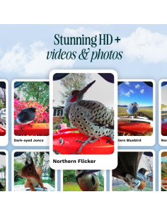 Comedero Inteligente Bird Buddy con Cámara 2K y IA - Azul 2