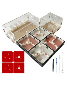 Kit Terrario Hormigas Ants Footsteps 30.68x30.68 cm