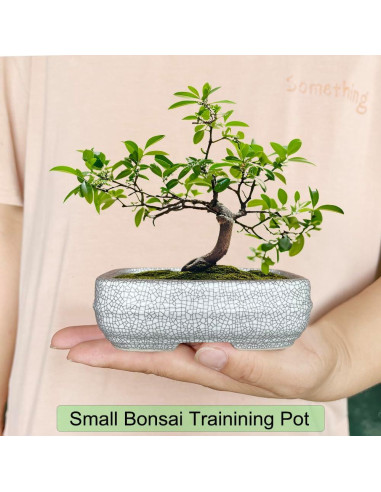 Maceta de Cerámica Craquelada Blanca MUZHI 14.7x10.7cm con Bandeja