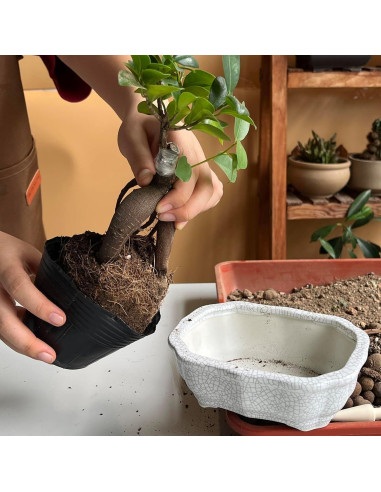 Maceta de Cerámica Craquelada Blanca MUZHI 14.7x10.7cm con Bandeja