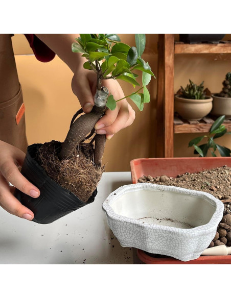 Maceta de Cerámica Craquelada Blanca MUZHI 14.7x10.7cm con Bandeja