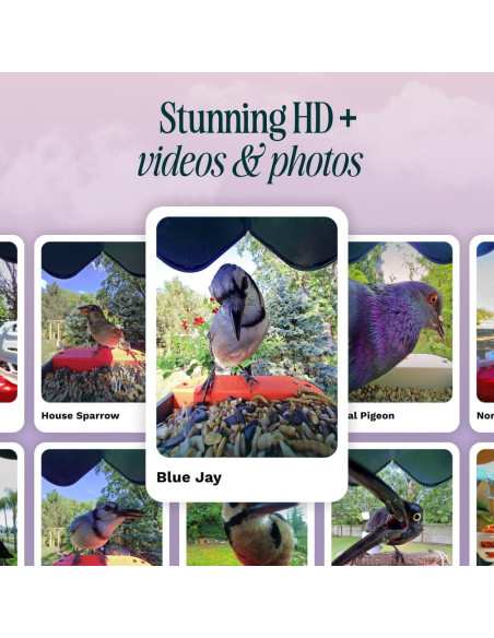 Comedero de Aves Inteligente Bird Buddy Pro - Cámara 2K