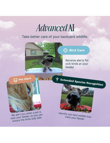 Comedero de Aves Inteligente Bird Buddy Pro - Cámara 2K