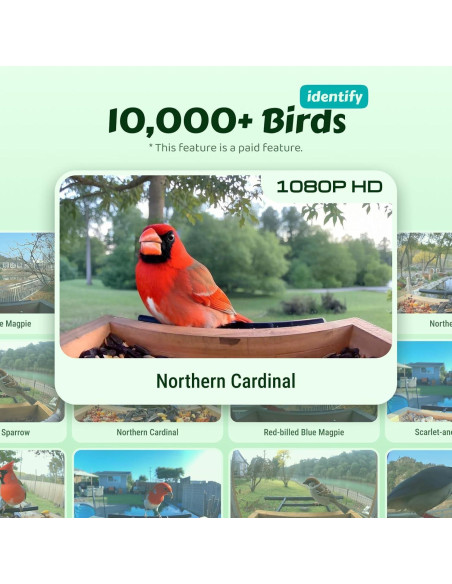 Comedero de Aves Inteligente ABRCT con Cámara Solar 2L