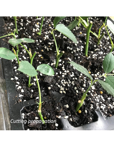 Kit de Bandejas para Iniciar Semillas Gardzen 5 Piezas 40 Celdas