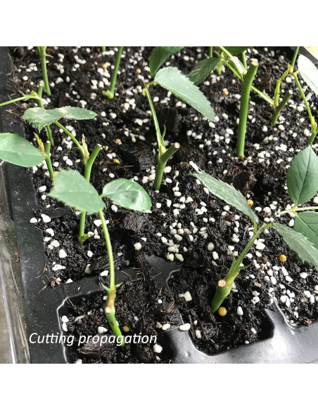 Kit de Bandejas para Iniciar Semillas Gardzen 5 Piezas 40 Celdas