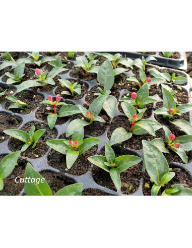 Kit de Bandejas para Iniciar Semillas Gardzen 5 Piezas 40 Celdas