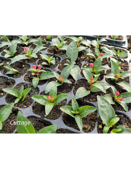 Kit de Bandejas para Iniciar Semillas Gardzen 5 Piezas 40 Celdas