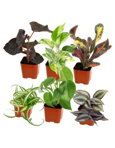 Paquete de 6 Plantas de Interior Vivas - Plants for Pets