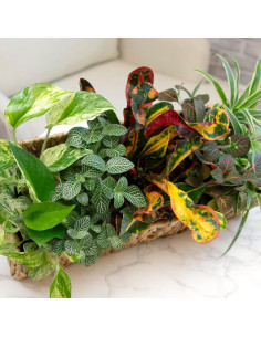 Paquete de 6 Plantas de Interior Vivas - Plants for Pets 2