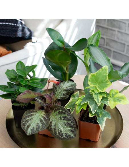 Paquete de 6 Plantas de Interior Vivas - Plants for Pets