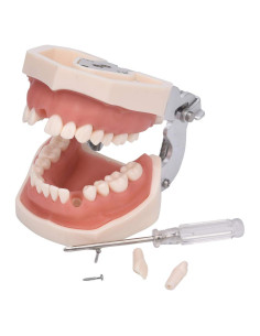 Typodont ANNWAH 28 Dientes Desmontable para Práctica Dental