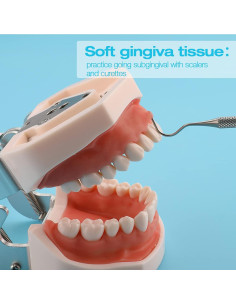 Typodont ANNWAH 28 Dientes Desmontable para Práctica Dental 2