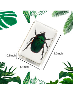 Colección de Insectos en Resina POKIPHIP 12 Piezas Educativa 2