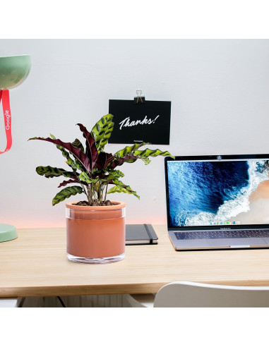 Maceta Autorriego Phoenix Vine 17.78 cm Terracota Cilíndrica