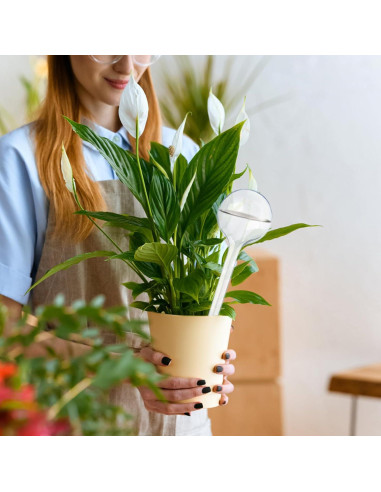 12 Bombillas de Riego Automático Pynqdfu Transparentes