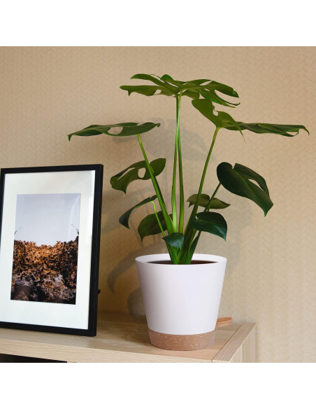 Paquete de 5 Macetas Autorriego Mckanti 15 cm Blancas