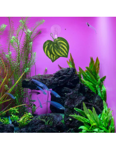 12 Clips de Ventosa de Plástico Sankoly para Ventana Cristal 2