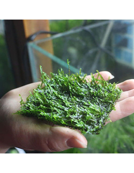 5PCS Malla de Alambre Acuática SQXBK 10x20cm Acero Inoxidable