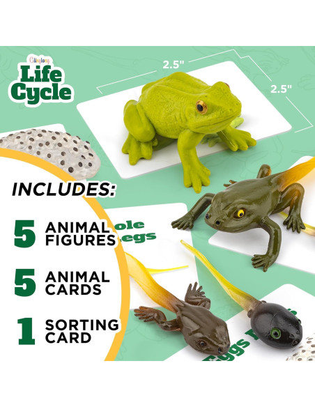 Kit Ciclo de Vida Montessori GLINGLONG - Animales 3D Educativos Kit Ciclo de Vida Montessori GLINGLONG - Animales 3D Educativos