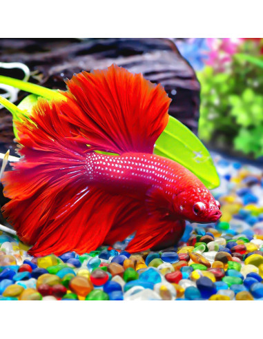 Grava Clara 1.36 kg Keedolla para Acuario y Decoración