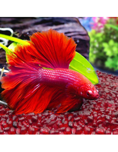 Piedras de Vidrio Rojo Keedolla 430g para Acuarios 2