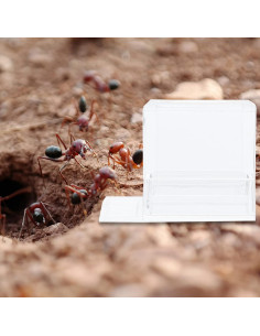 Terrario para hormigas 2 pcs Balacoo alimentador acrílico 2