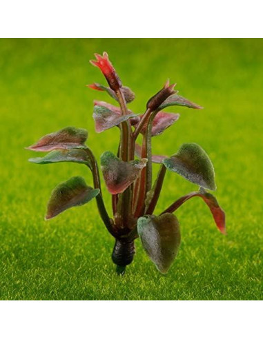 90 Plantas Miniatura Rileryan para Escenografía Jardín